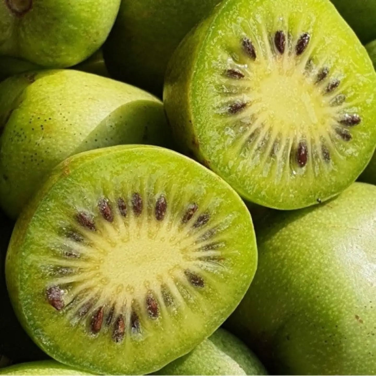 Minipidi kiwi: malé, no odolné a chutné