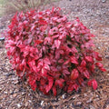 Nandina