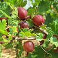 egreš ribes uva-crispa plody
