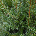 Tis obyčajny Taxus baccata