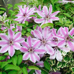 Plamienok Nelly Moser, foto: Gardener's Dream