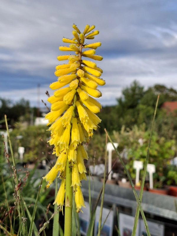 Fakľovka Sunningdale Yellow