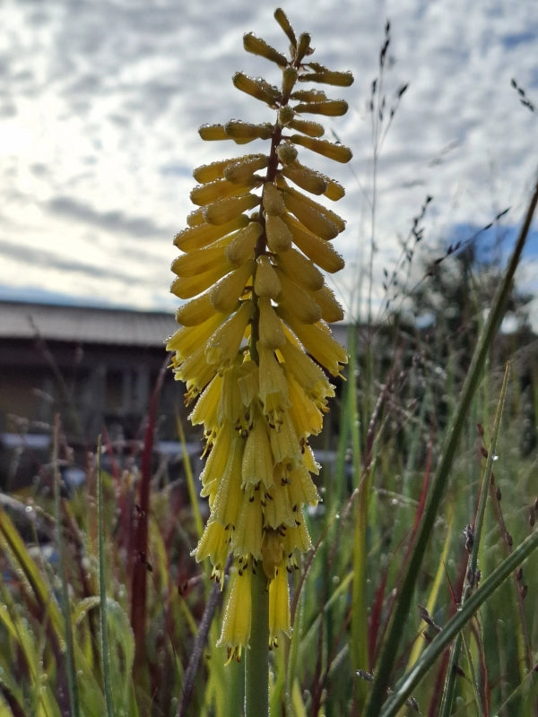 Fakľovka Sunningdale Yellow