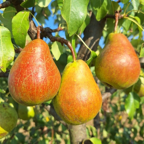 Hruška Grosdemange