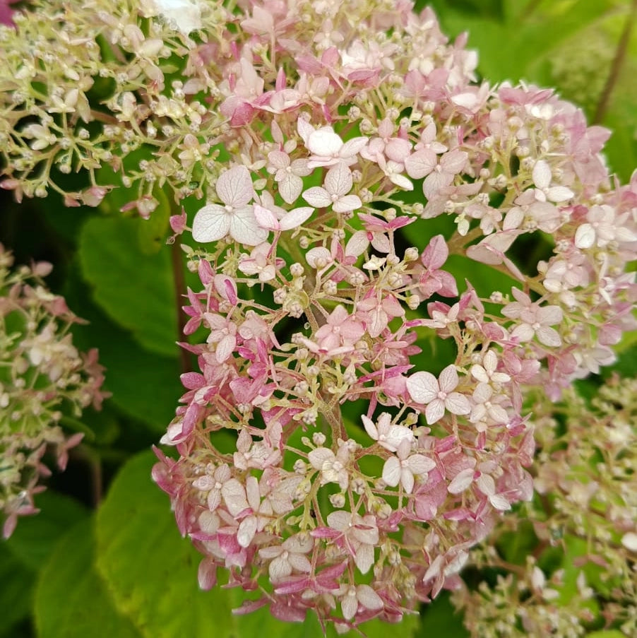 Hortenzia stromčekovitá Candybelle® Marshmallow