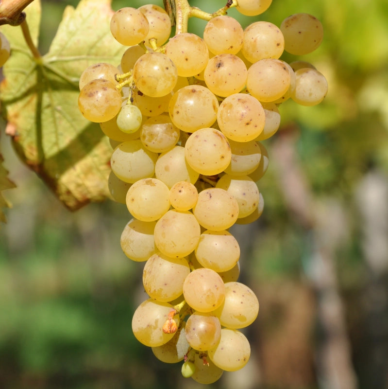 Vinič hroznorodý Kišmiš 311