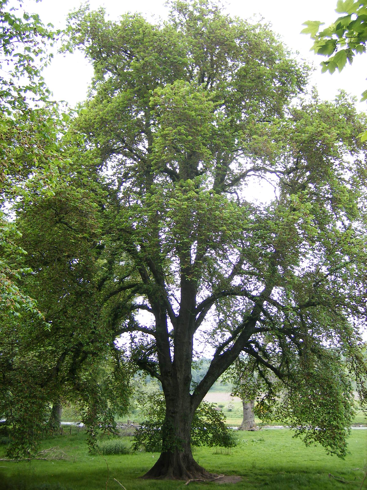 brest horsky strom