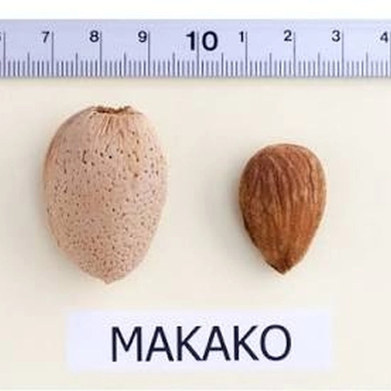 Mandľa Makako