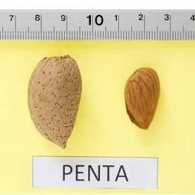 Mandľa Penta