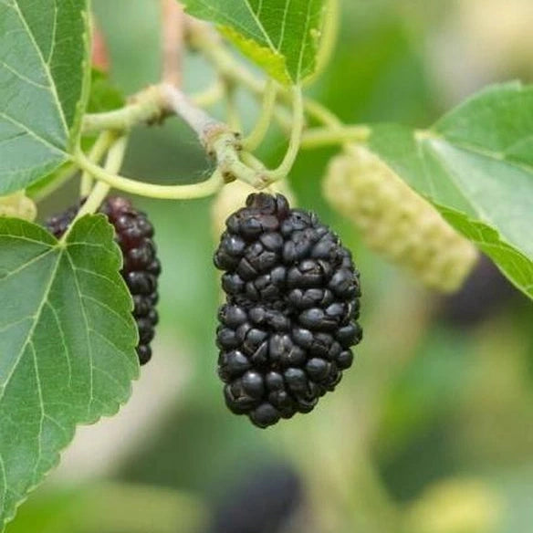 Moruša Spiralis