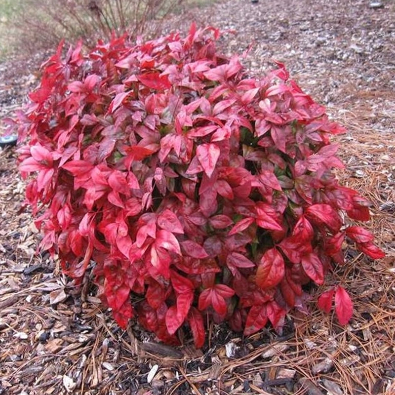 Nandina domáca Blush Pink