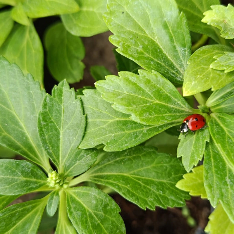 Pachysandra vrcholová Green Carpet