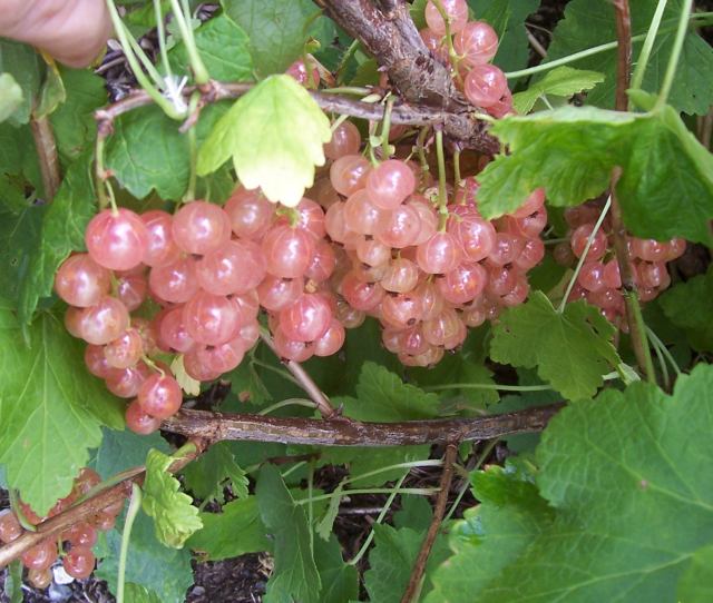 Ríbezľa ružová Rosalinn
