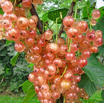 Ríbezľa ružová Rosalinn