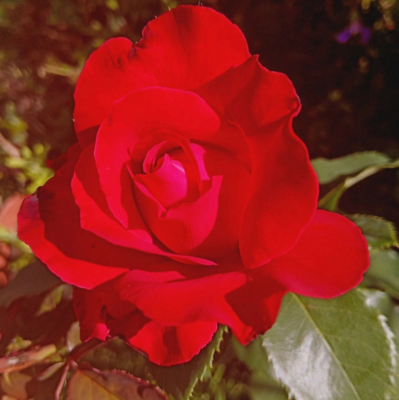 Ruža Dame de Coeur
