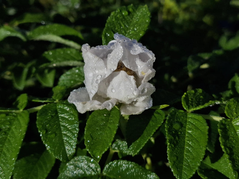 Ruža vráskavá Alba