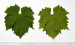 Vinič Suzi, foto: Ursula Brühl, Julius Kühn-Institut (JKI), Geilweilerhof - 76833 Siebeldingen, GERMANY