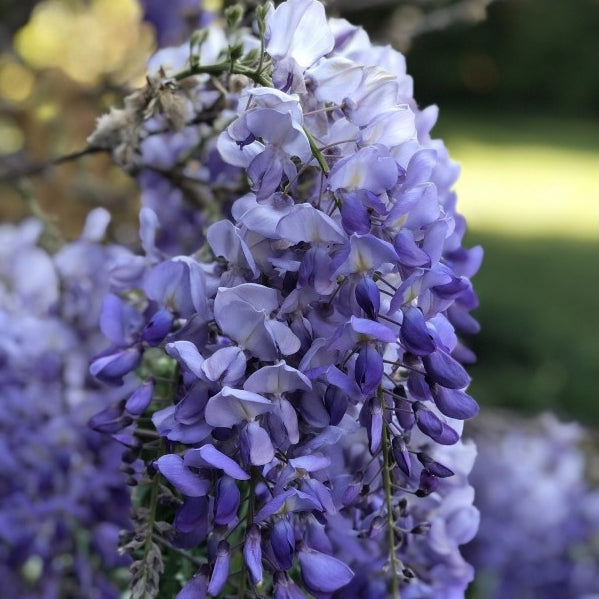 Vistéria čínska Amethyst
