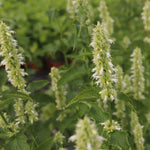 Agastache Alabaster kvety detail