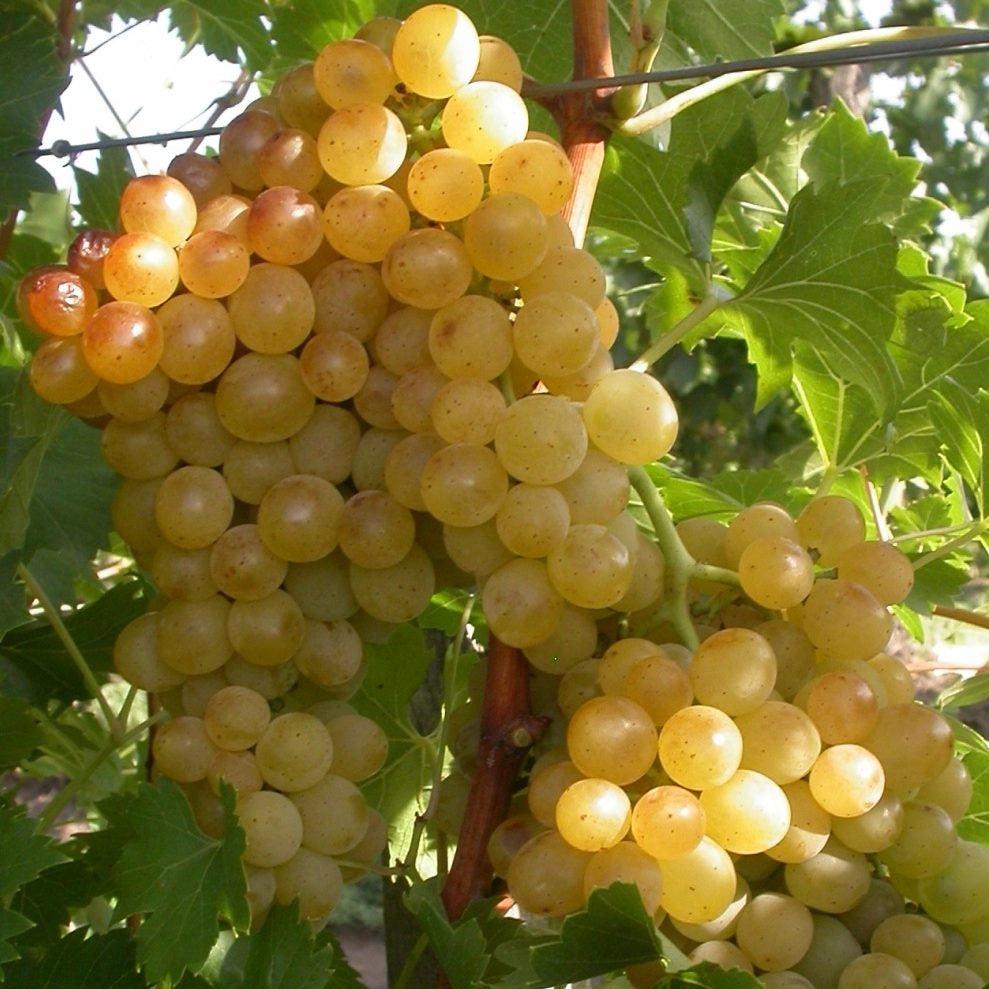 Vinič hroznorodý Aletta