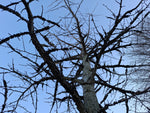 Ambrovník styraxový detail strom