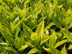Aukuba japonská Variegata