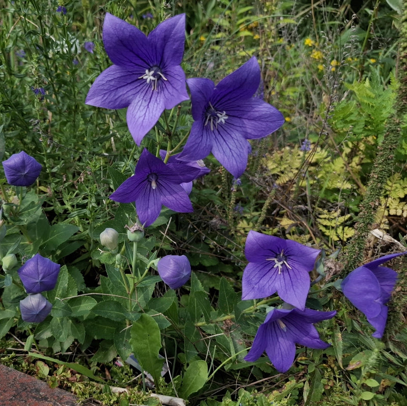 Balónovník veľkokvetý Astra Blue