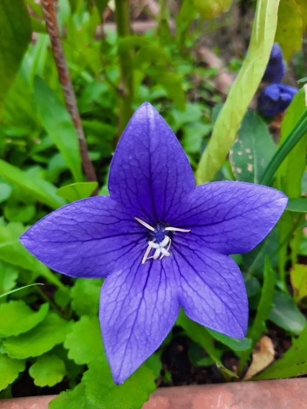 Balónovník veľkokvetý Astra Blue