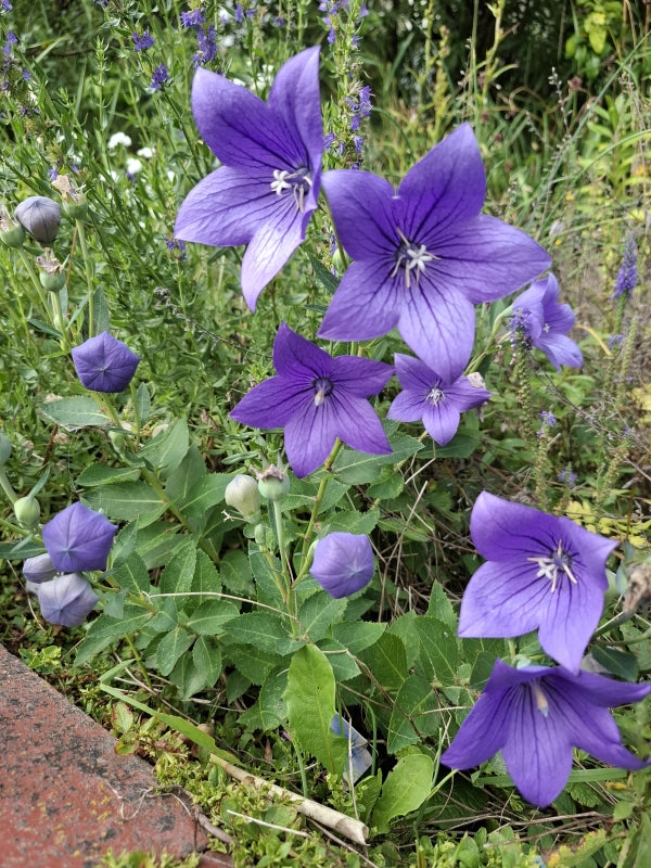 Balónovník veľkokvetý Astra Blue