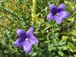 Balónovník veľkokvetý Astra Blue