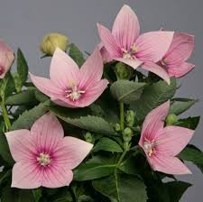 Balónovník veľkokvetý Astra Pink