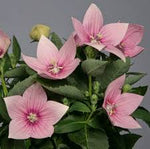Balónovník veľkokvetý Astra Pink