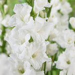 BIO Mečík (Gladiola) Essential po 5 ks hľúz