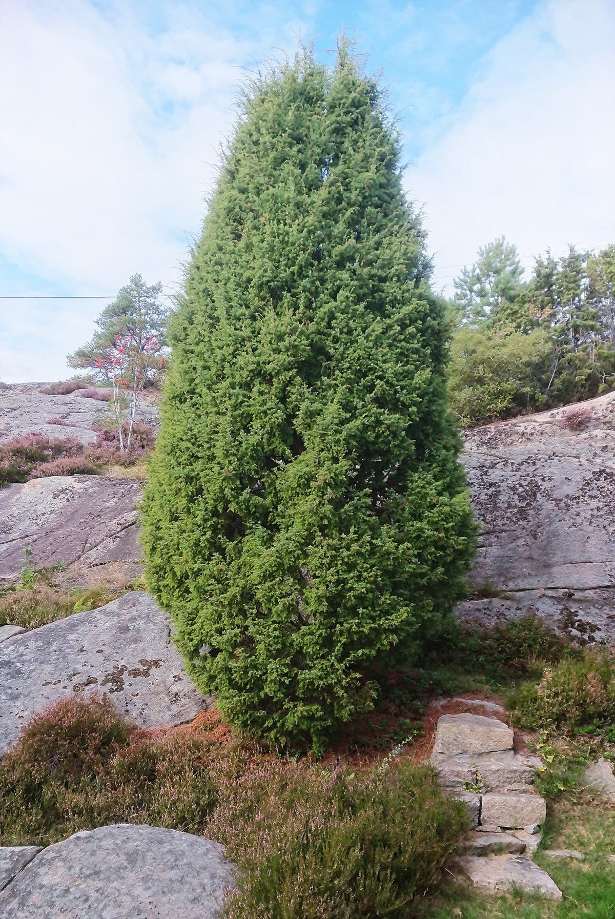 borievka obyčajná juniperus communis ihličnatý ker