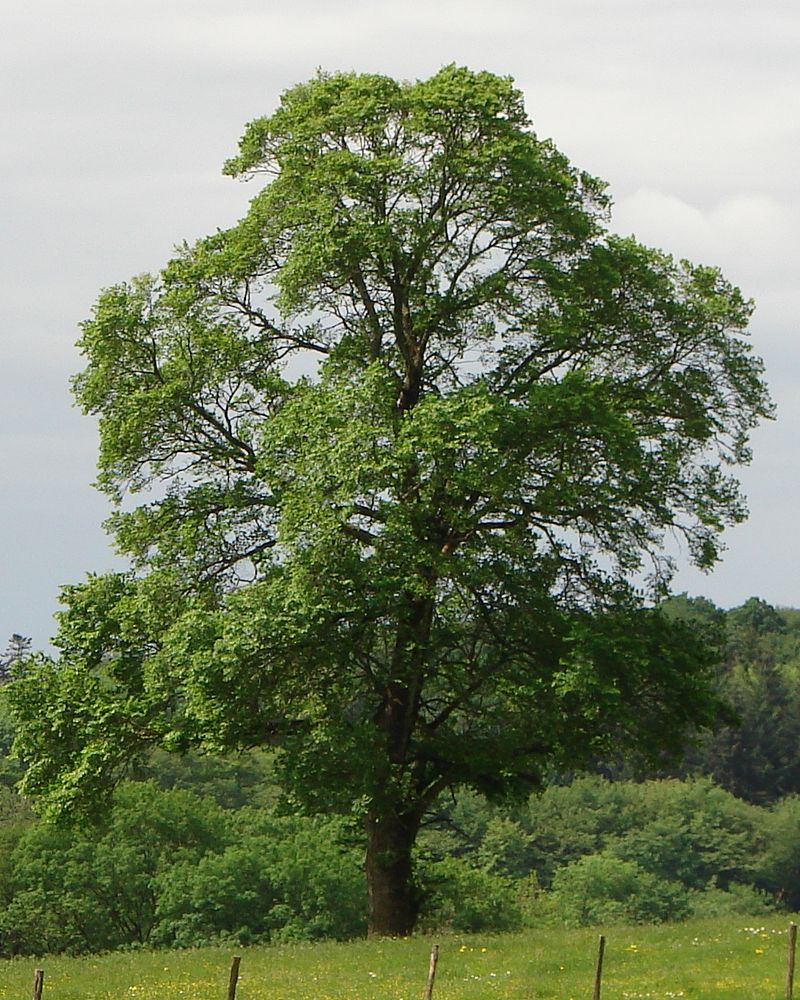 Brest hrabolistý