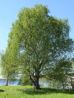 Breza biela strom