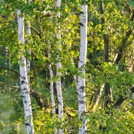 breza previsnutá betula pendula stromy