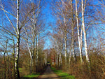 breza previsnutá betula pendula strom  alej