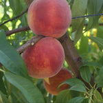broskyna prunus persica Cresthaven plody na strome