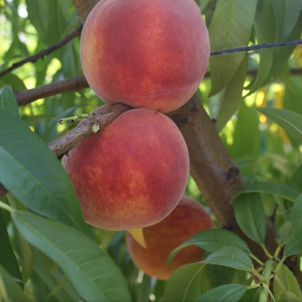 broskyna prunus persica Cresthaven plody na strome