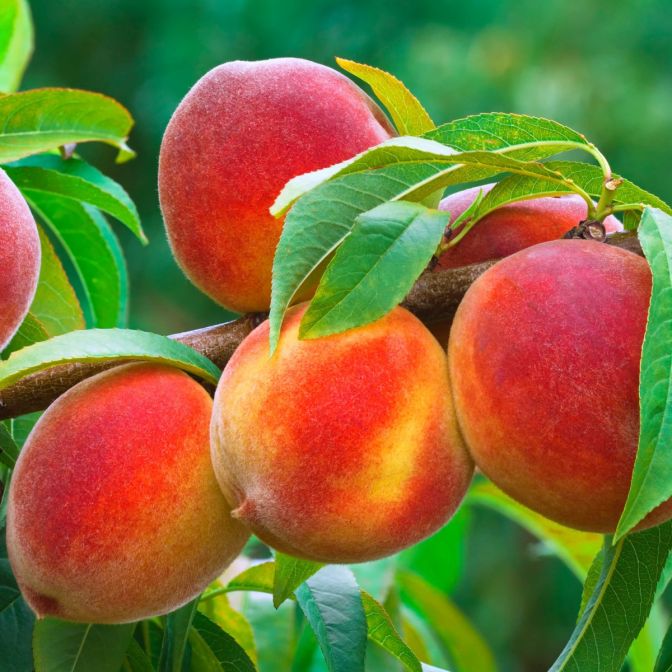 broskyňa reliance prunus perscica červené žíhané plody