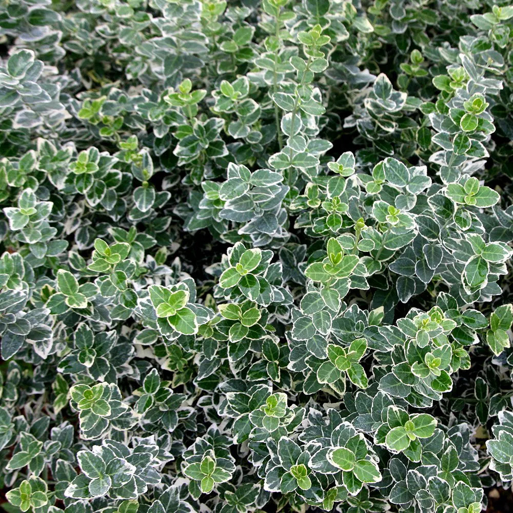 Bršlen Fortuneov Emerald Gaiety