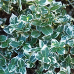 Bršlen Fortuneov Emerald Gaiety