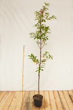 cremcha obyčajná prunus adus kontajner