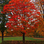 dub červený strom Quercus rubra