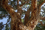 dub korkový Quercus Suber kmeň kôra