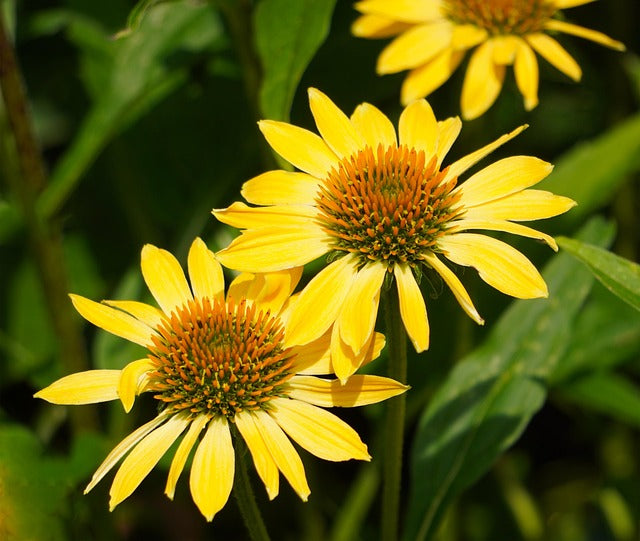 Echinacea podivná Mellow Yellows