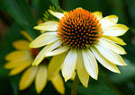 Echinacea podivná Mellow Yellows detail kvet