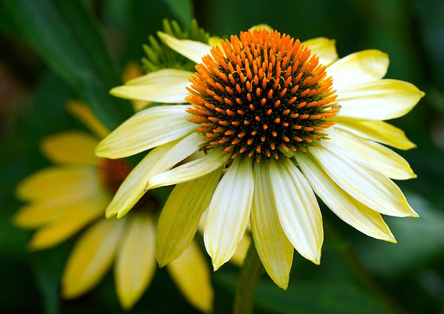 Echinacea podivná Mellow Yellows detail kvet