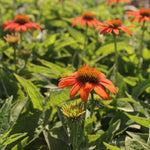 Echinacea Sombrero Adobe Orange